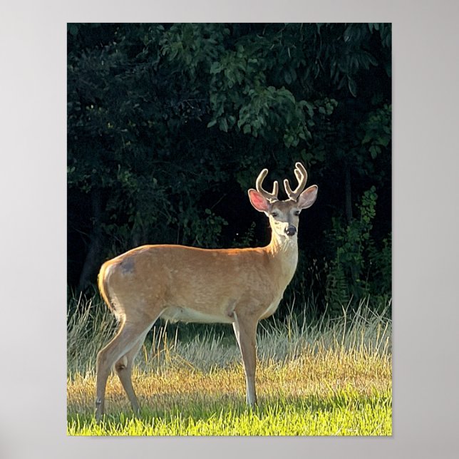 Deer Photo  Poster (Front)