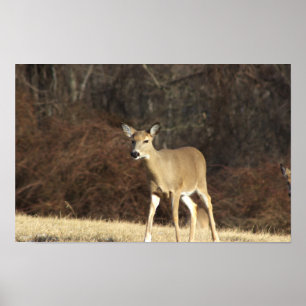 Deer Photo Poster
