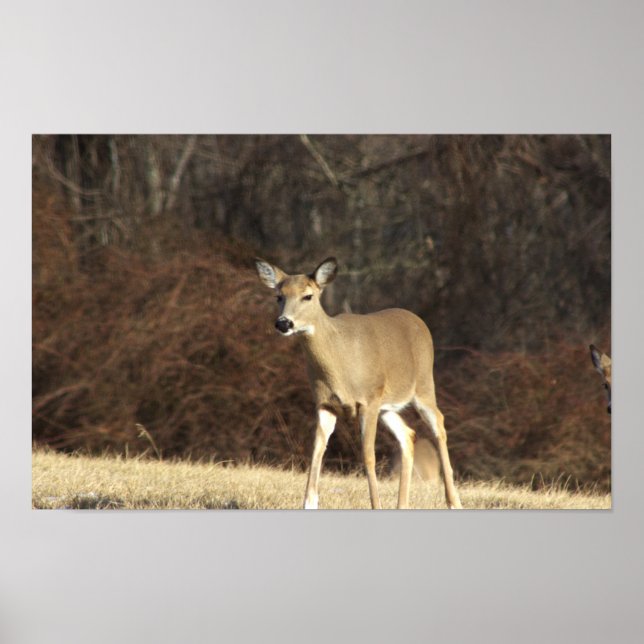 Deer Photo Poster (Front)