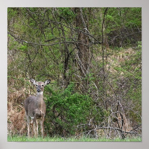 Deer Photo Poster