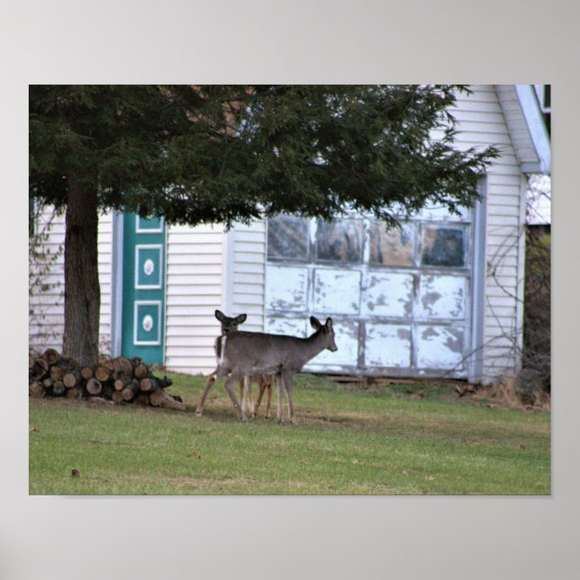 Deer Photo Poster (Front)