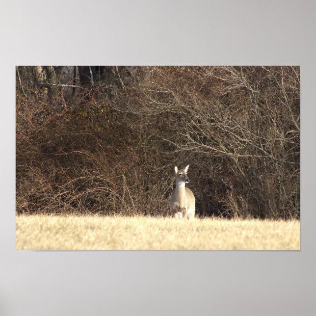 Deer Photo Poster (Front)