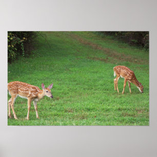 Deer Photo Poster