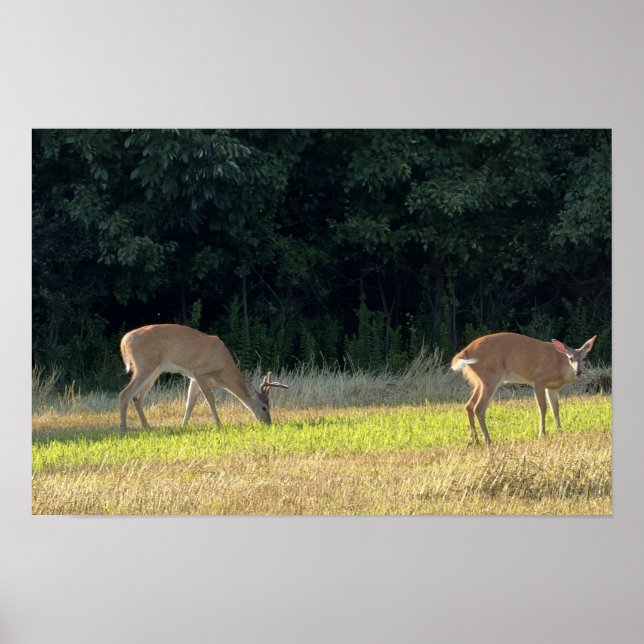 Deer Photo Poster (Front)
