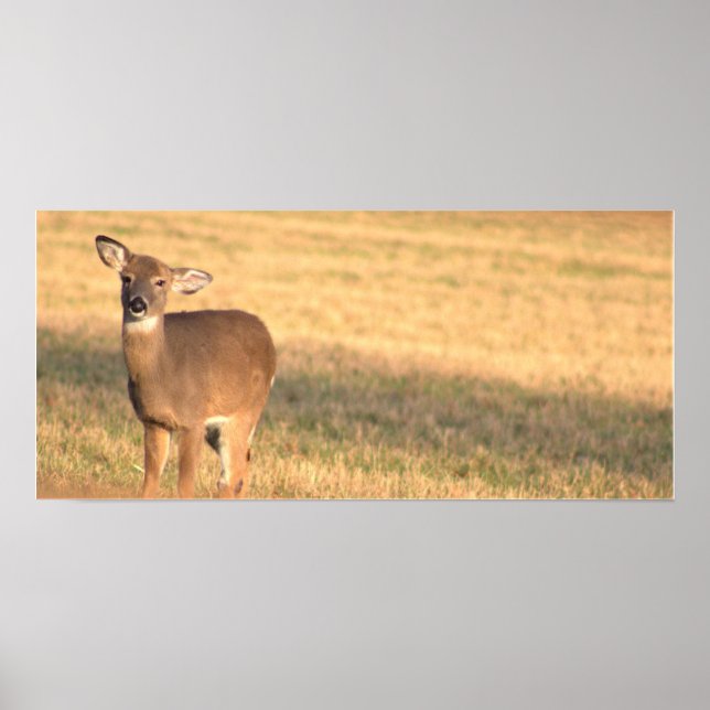 Deer Photo Poster (Front)