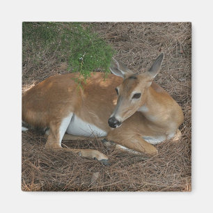 Deer Photo Square Magnet