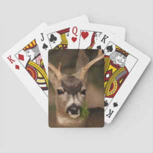 deer playing cards