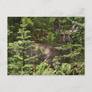 Deer Postcard