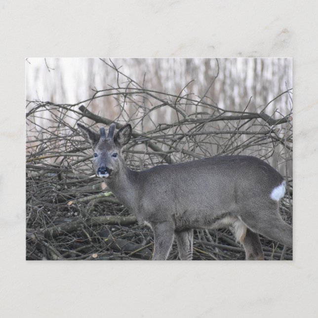 Deer Postcard (Front)