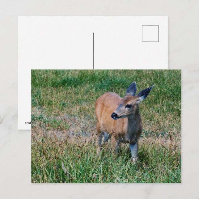 Deer Postcard (Front/Back)