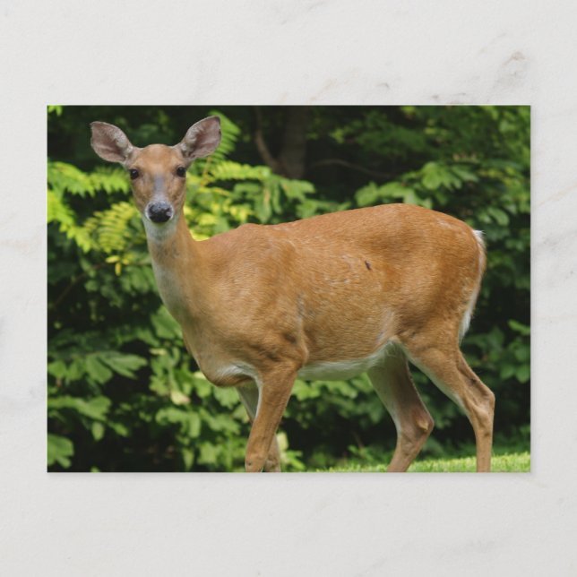 Deer Postcard (Front)