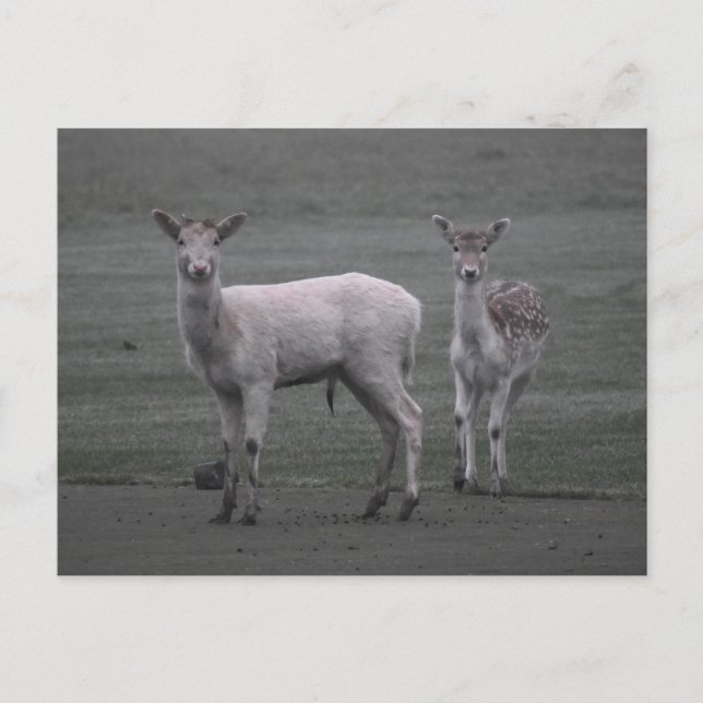Deer Postcard (Front)
