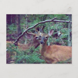 Deer Postcard