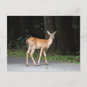 Deer Postcard