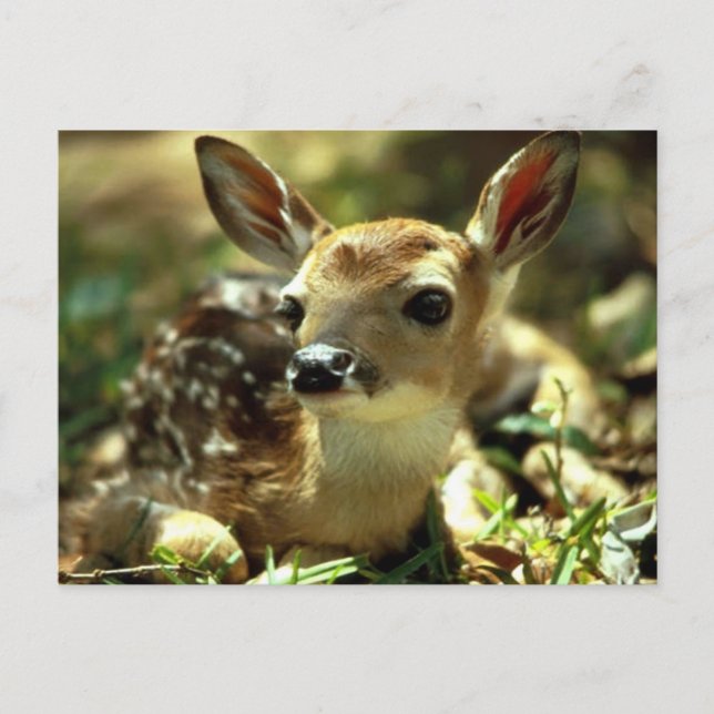 Deer Postcard (Front)