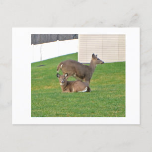Deer Postcard