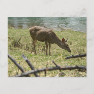 Deer Postcard