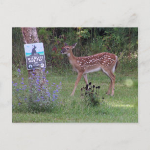 Deer Postcard