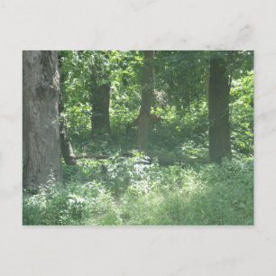 Deer Postcard