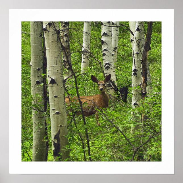 Deer Poster (Front)