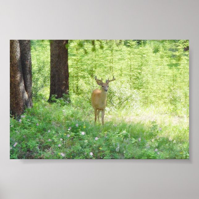 Deer Poster (Front)