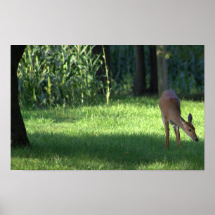 Deer Poster