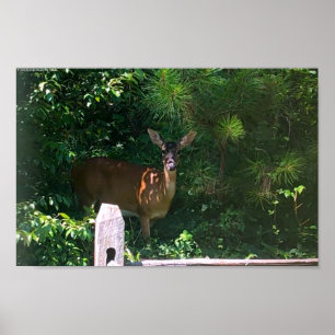 Deer, poster