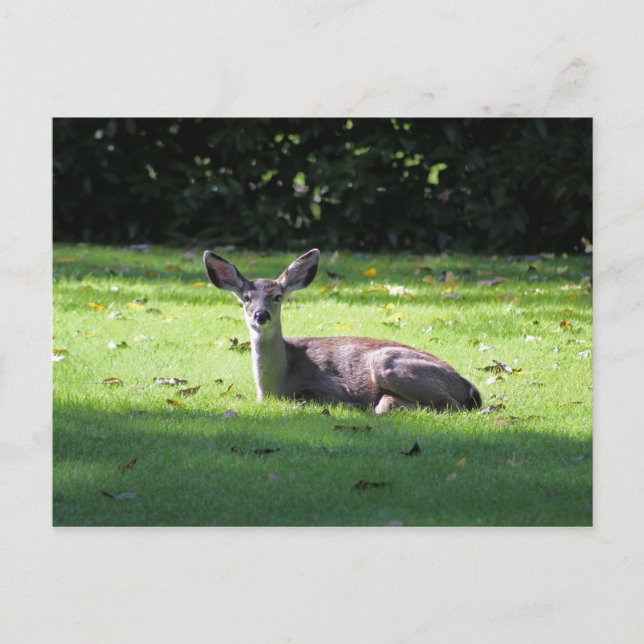 Deer Resting Lawn Postcard (Front)