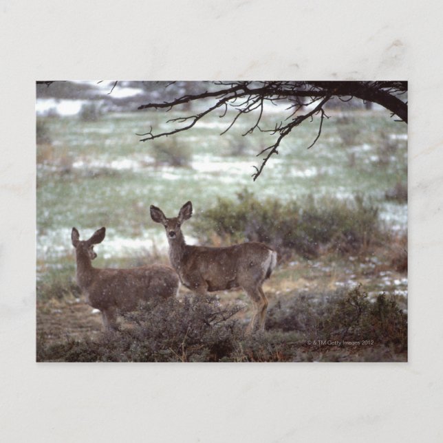 Deer running postcard (Front)