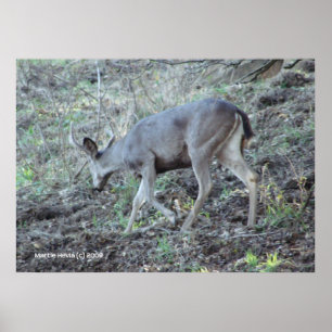 Deer Searching Poster