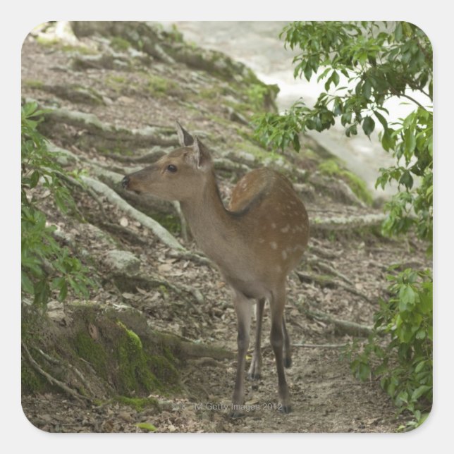 Deer Square Sticker (Front)