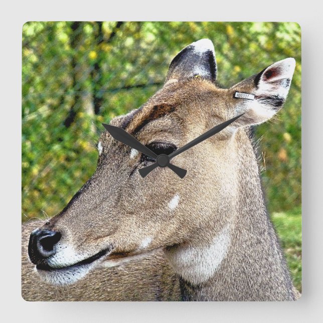 DEER SQUARE WALL CLOCK (Front)