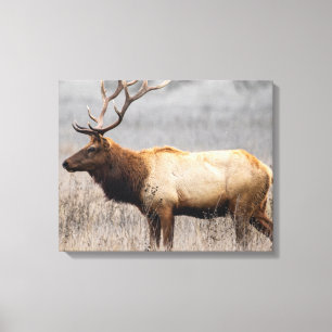 Deer Stag Animals Wildlife Nature Buck Canvas Print