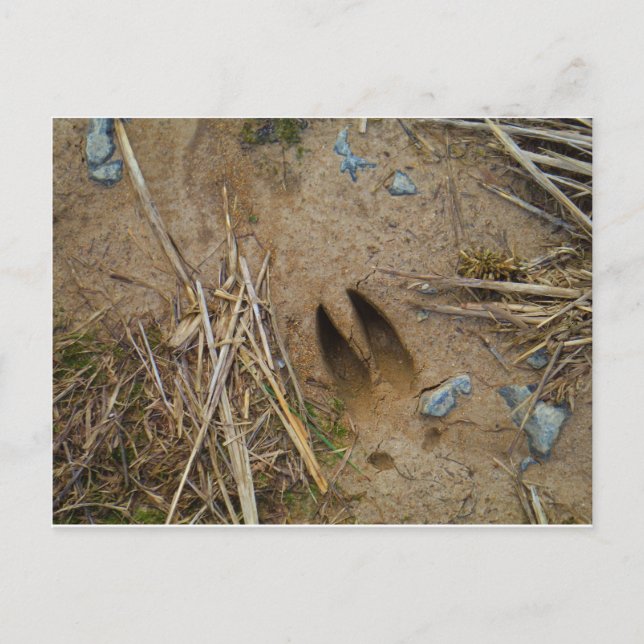 deer track postcard (Front)