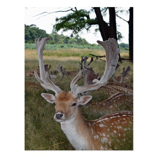 Deer up close postcard
