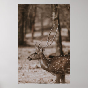 DEER WITH ANTLERS POSTER