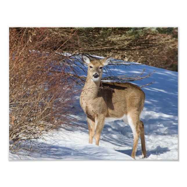 Deer With Snow And Brush Photo Print (Front)