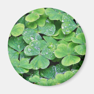 Deerpark Ireland Clover Dew Drops Magnet
