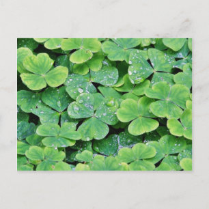 Deerpark Ireland Clover Dew Drops Postcard