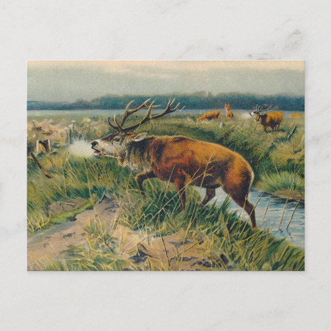 Deers by Dawn's Early Light Postcard (Front)