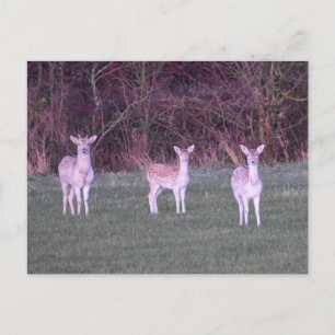 Deer's postcard