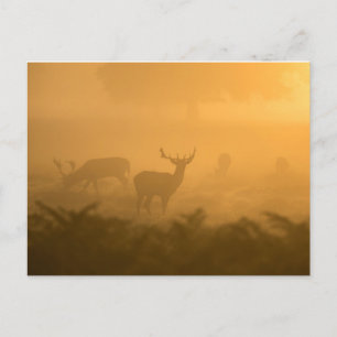 Deers Postcard