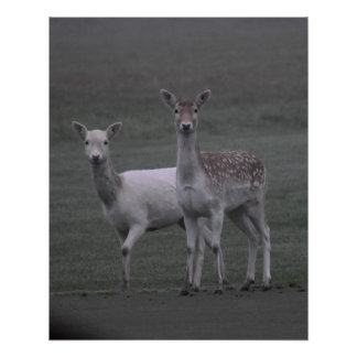 Deers Poster