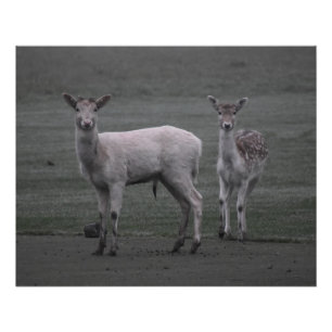 Deers Poster