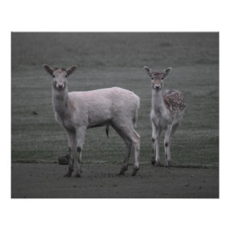 Deers Poster