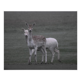 Deers Poster