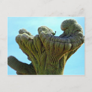 deformed saguaro cactus.jpg postcard