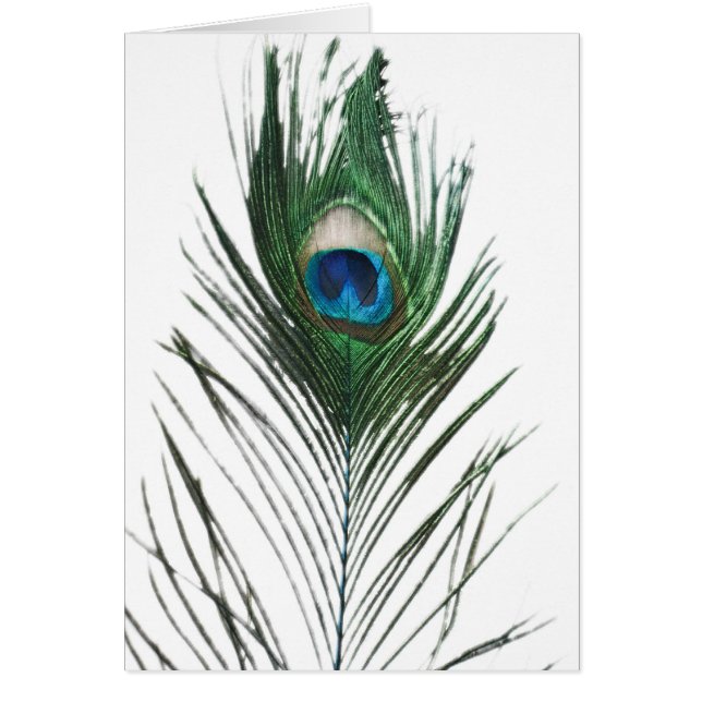 Defused Peacock Feather (Front)