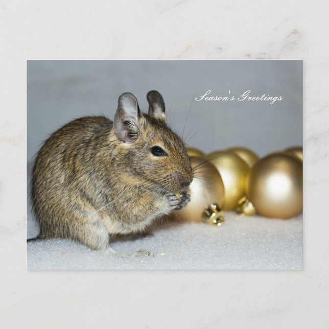 Degu & Baubles Season's Greetings Holiday Postcard (Front)
