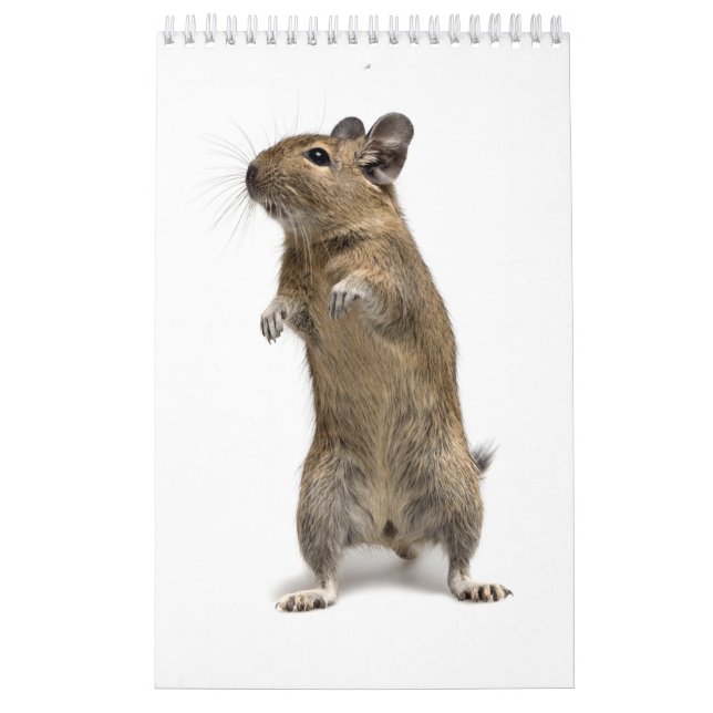 Degu family calendar (Cover)